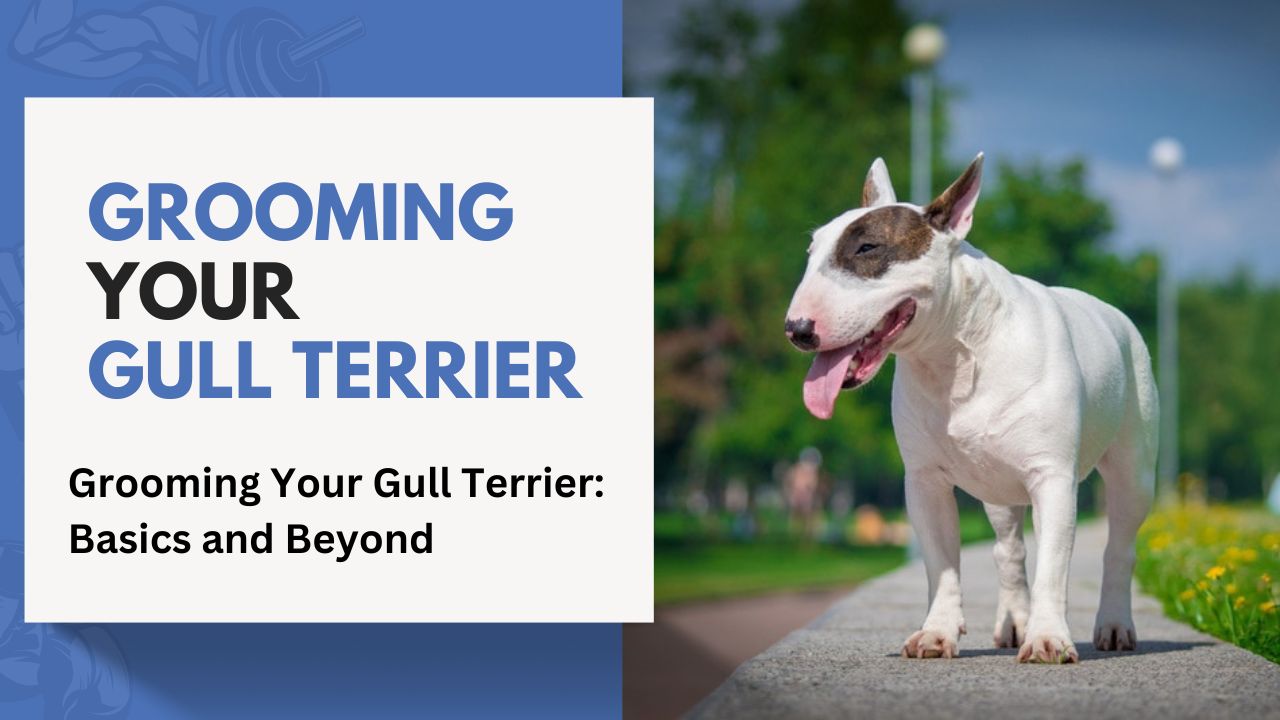 Grooming Your Gull Terrier: Basics and Beyond