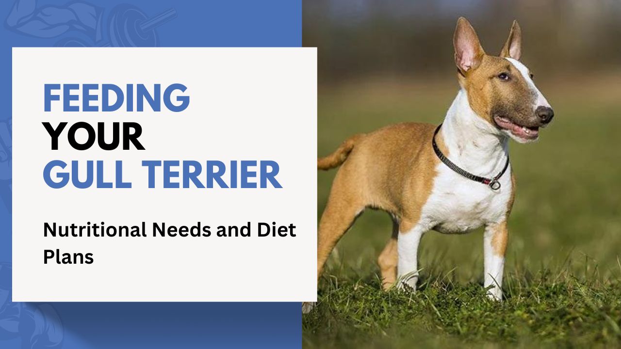 Feeding Your Gull Terrier: Nutritional Needs and Diet Plans