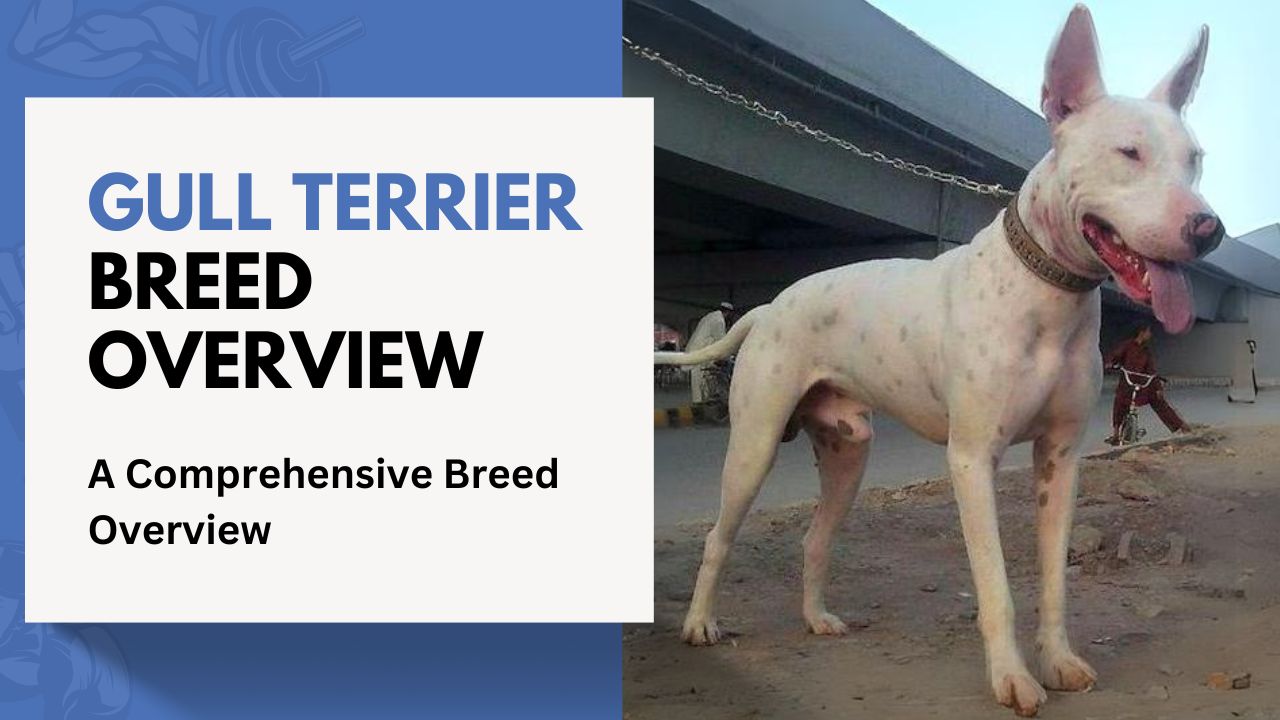 Gull Terrier: A Comprehensive Breed Overview