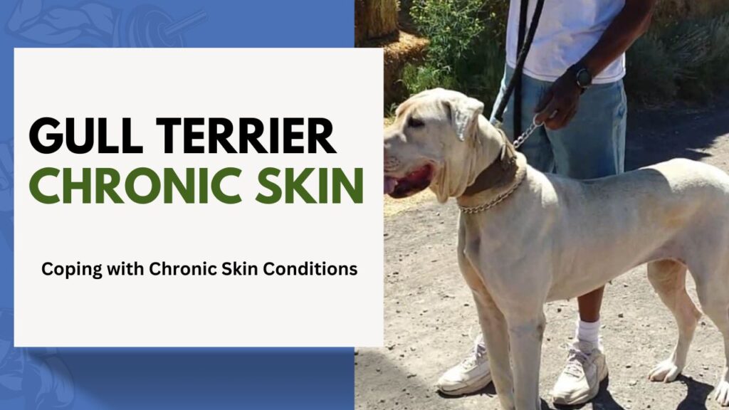 Gull Terrier Chronic Skin