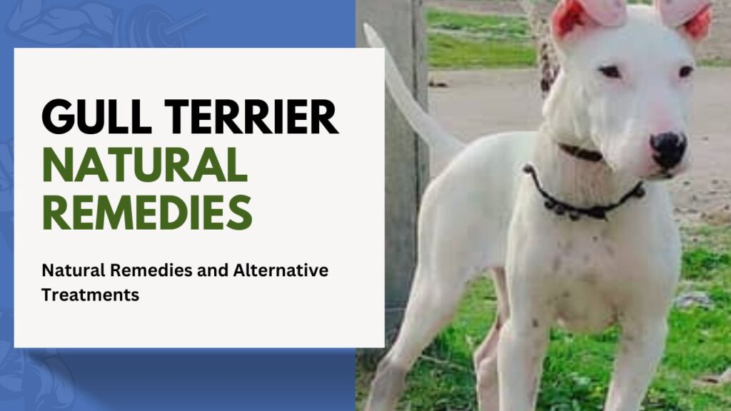 Gull Terrier Natural Remedies