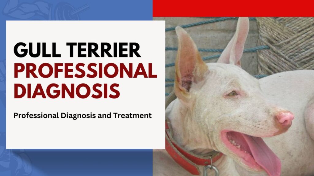 Gull Terrier Professional Diagnosis