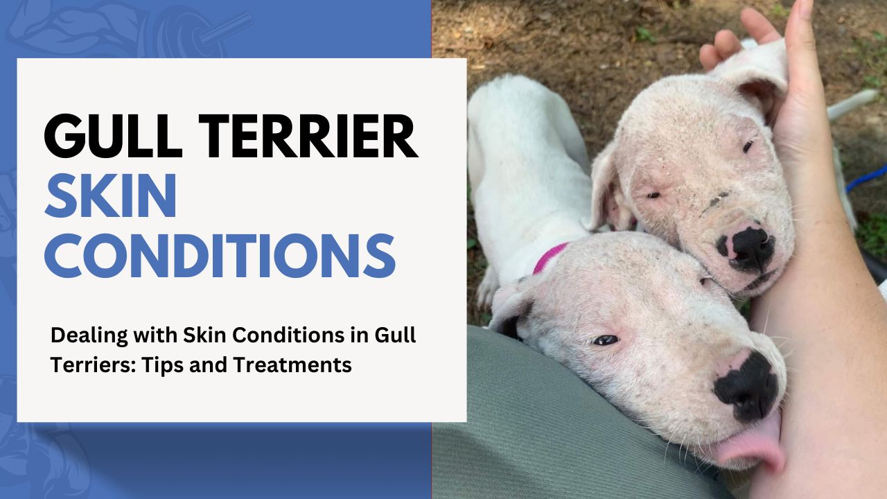 Dealing with Skin Conditions in Gull Terriers: Tips and Treatments