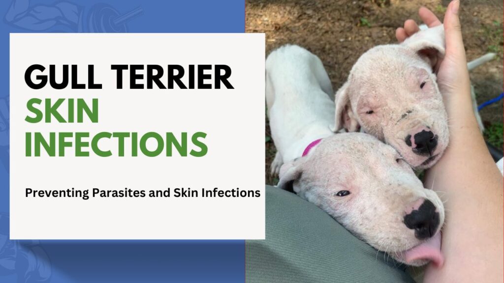 Gull Terrier Skin Infections