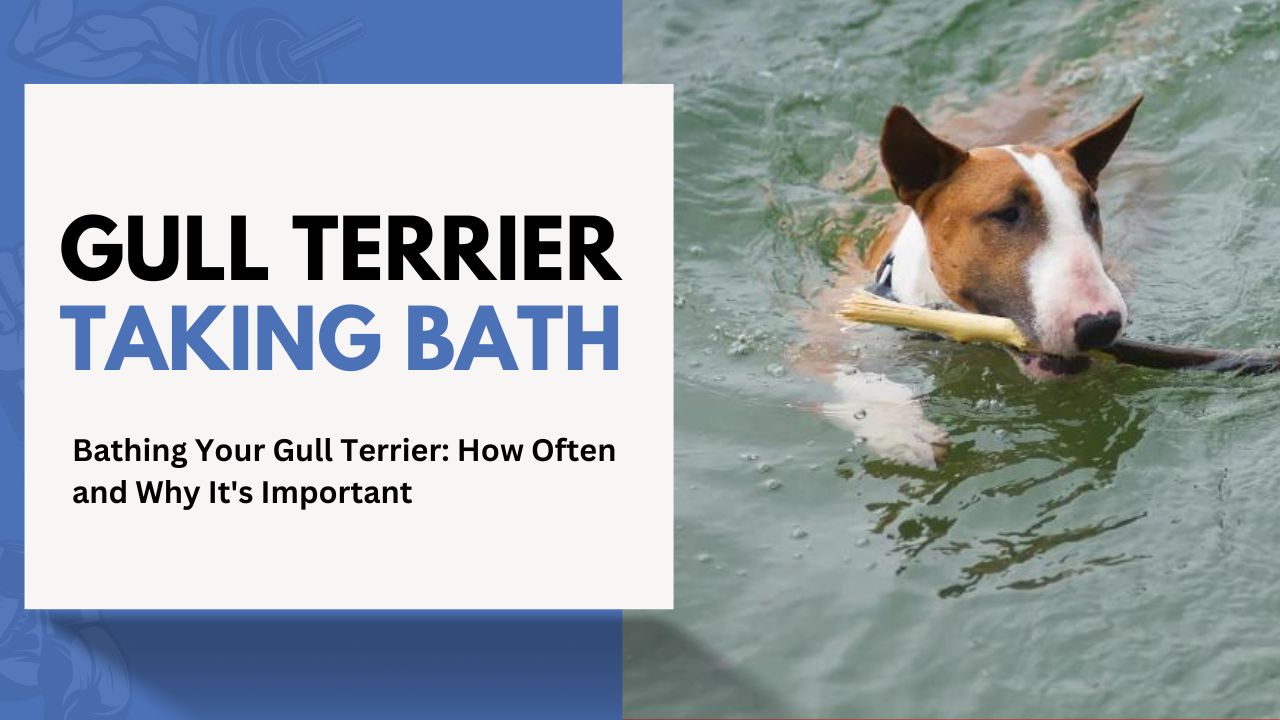 Bathing Your Gull Terrier: How Often and Why It’s Important