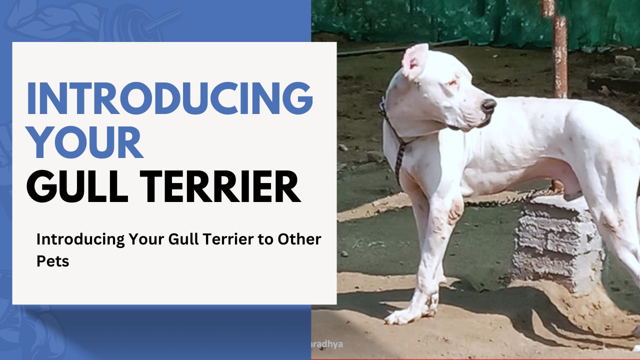 Introducing Your Gull Terrier to Other Pets