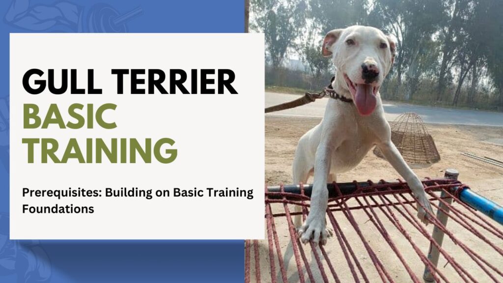 gull Terrier Basic Training