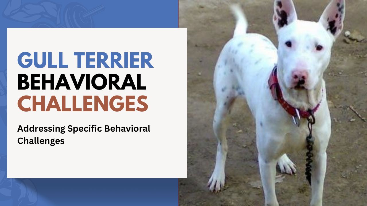 gull Terrier Behavioral Challenges