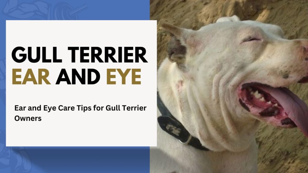 gull Terrier Ear and Eye Care