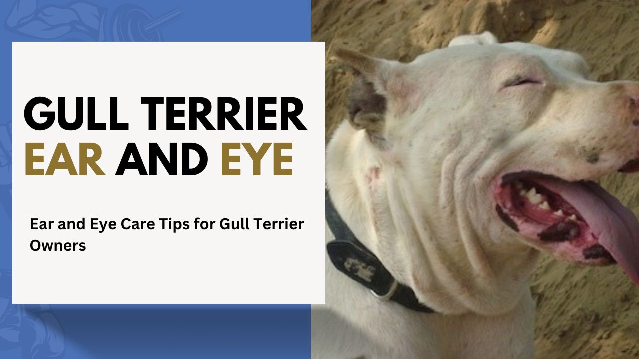 Ear and Eye Care Tips for Gull Terrier Owners