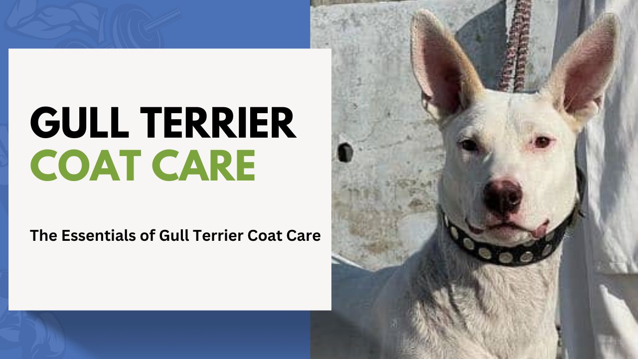 The Essentials of Gull Terrier Coat Care