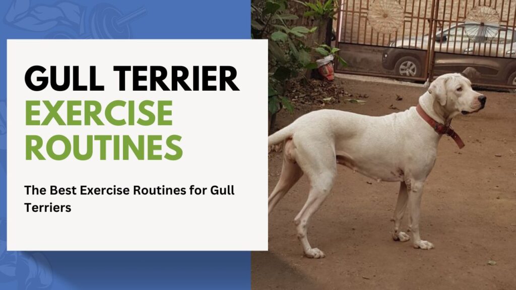 gull Terrier Exercise Routines