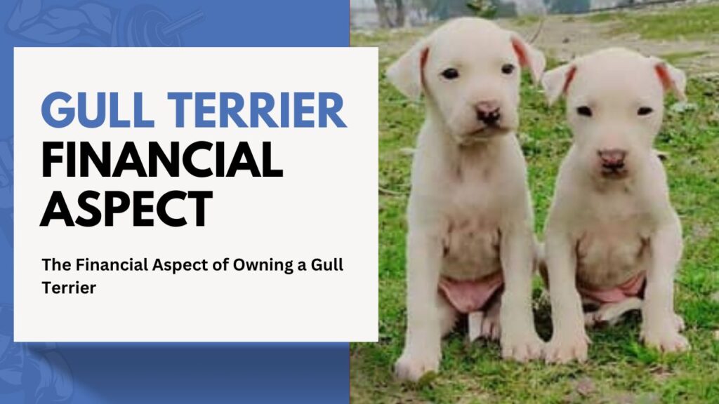 gull Terrier Financial Aspect