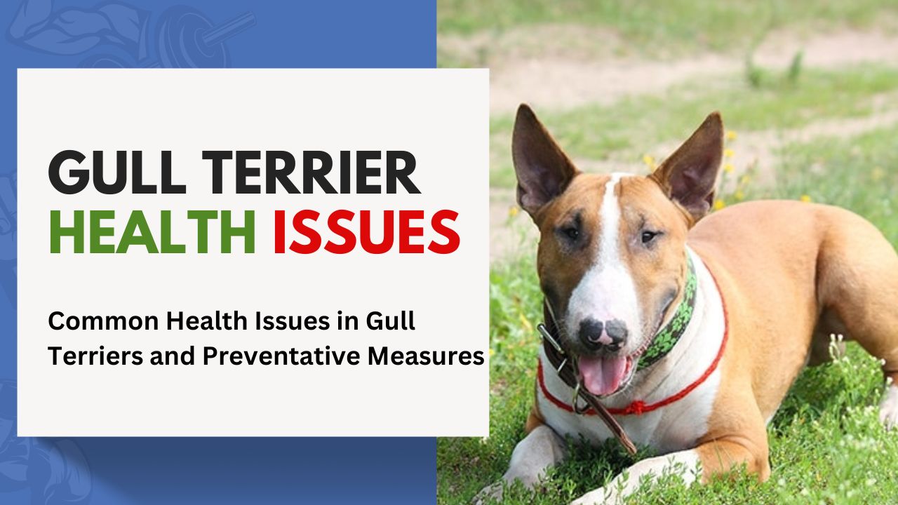 Common Health Issues in Gull Terriers and Preventative Measures