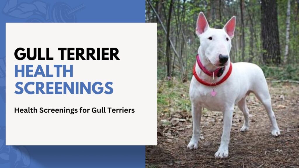 gull Terrier Health Screenings