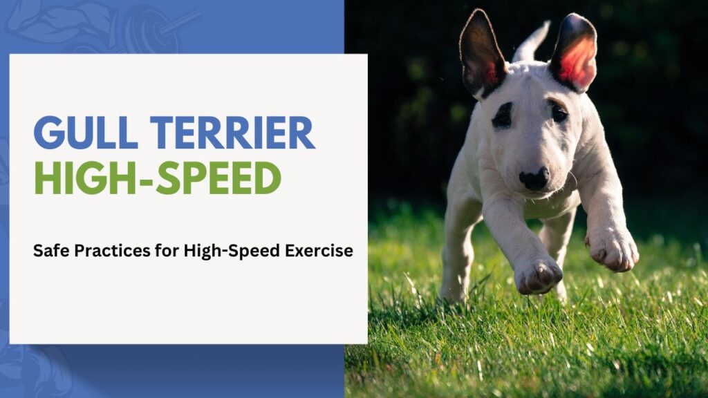 gull Terrier High Speed