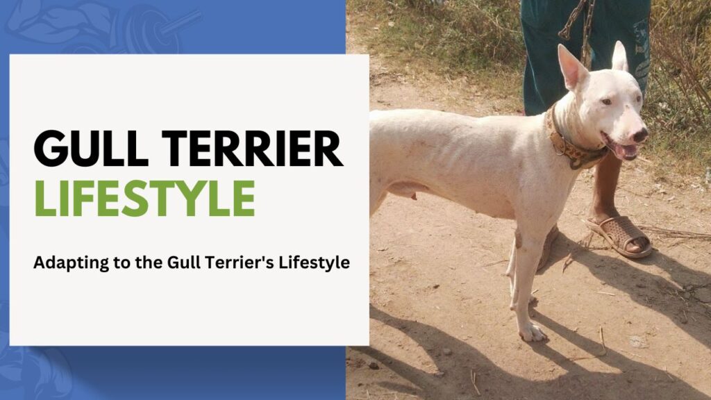 gull Terrier Lifestyle