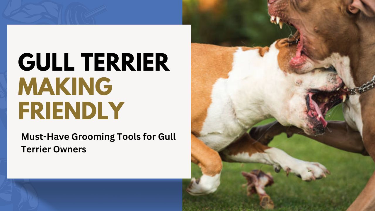 Socializing Your Gull Terrier: A Guide to Making Them Friendly