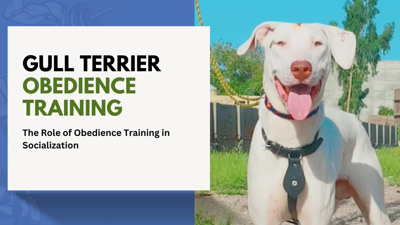 gull Terrier Obedience Training