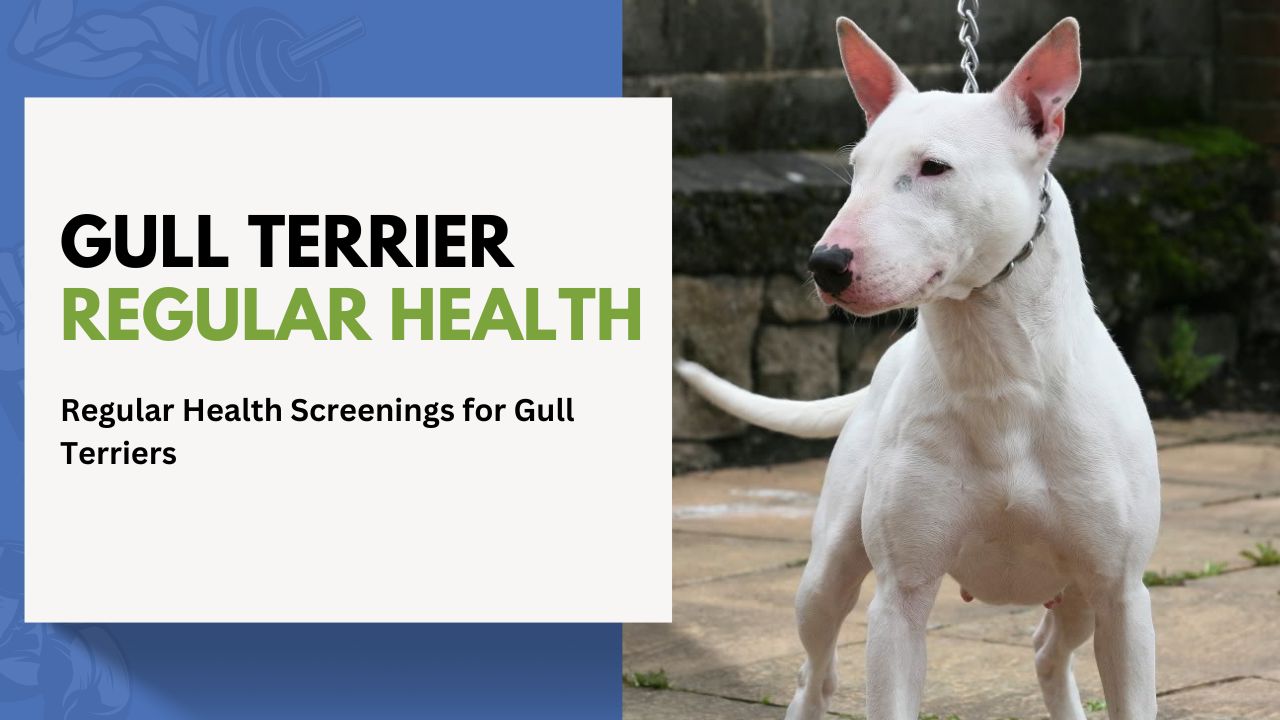 Regular Health Screenings for Gull Terriers