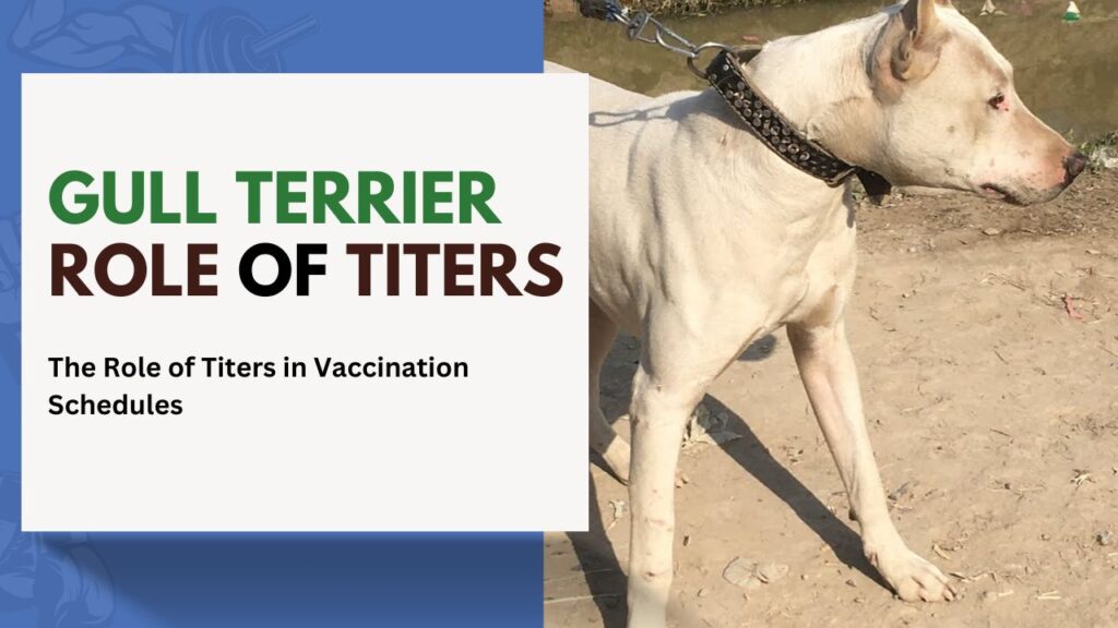 gull Terrier Role of Titers