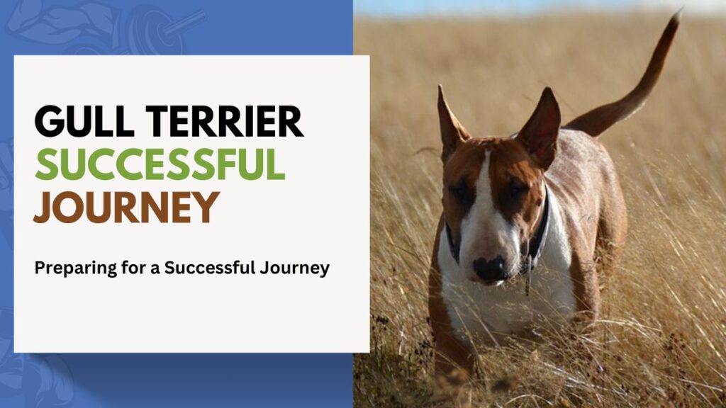 gull Terrier Successful Journey