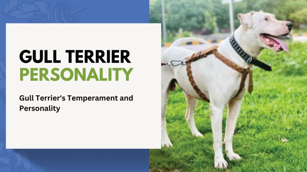 gull Terrier Temperament and Personality