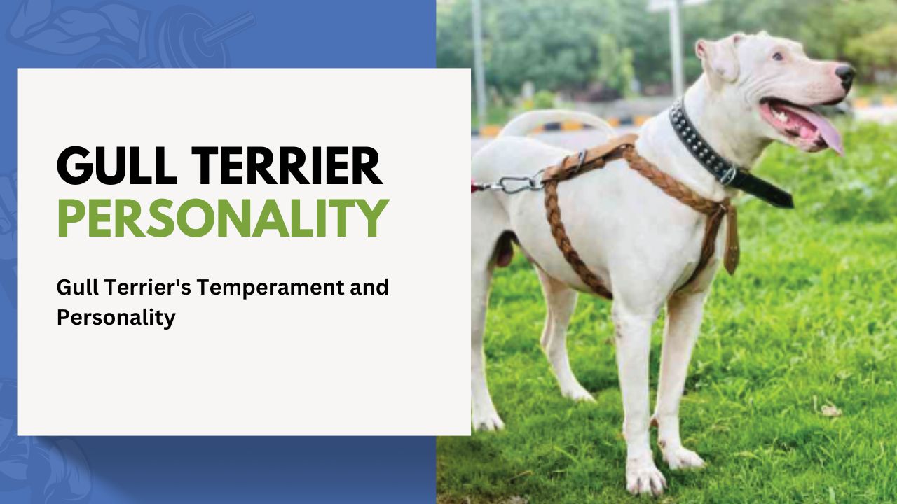 Gull Terrier’s Temperament and Personality