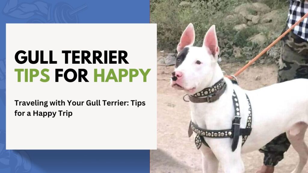 gull Terrier Tips for Happy