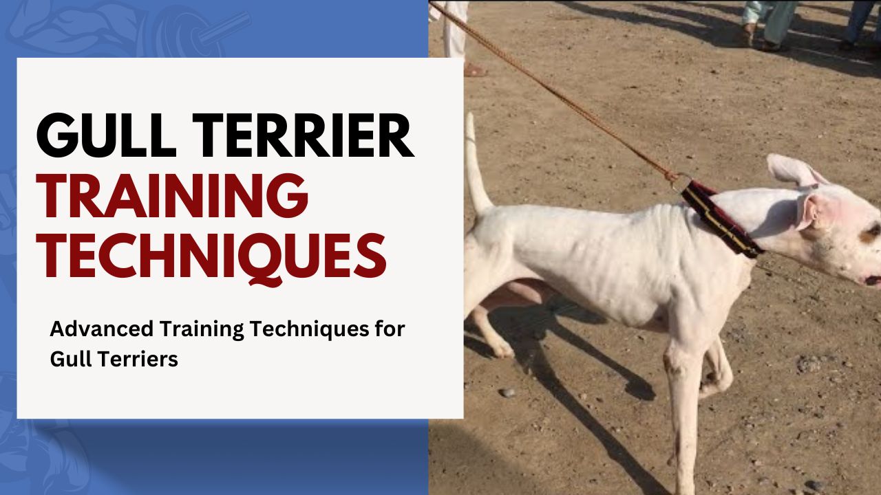 Advanced Training Techniques for Gull Terriers