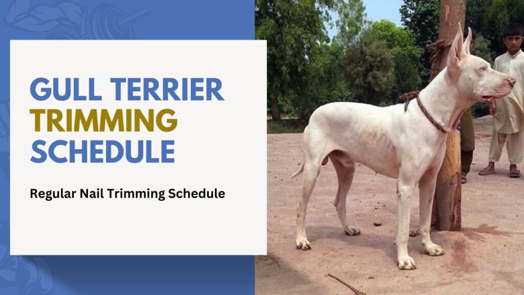 gull Terrier Trimming Schedule