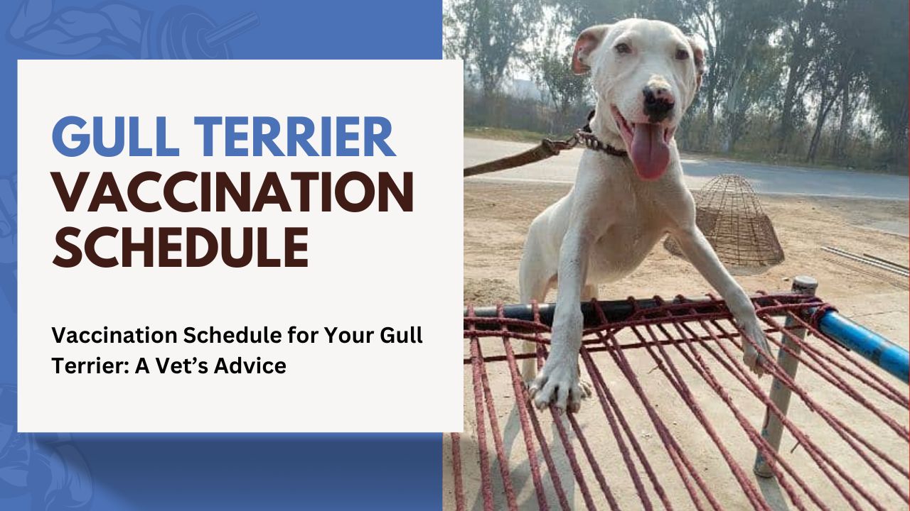 Vaccination Schedule for Your Gull Terrier: A Vet’s Advice