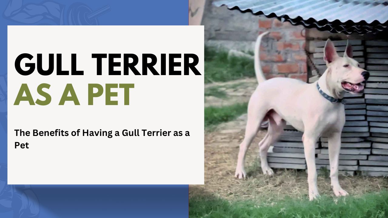 The Benefits of Having a Gull Terrier as a Pet