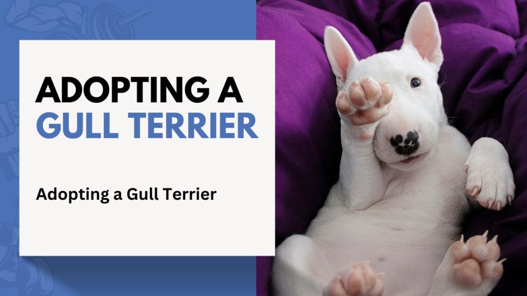 Adopting a Gull Terrier