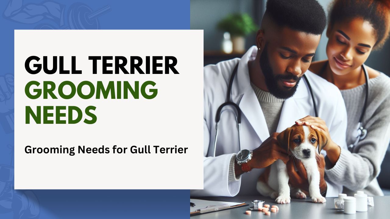 Grooming Needs for Gull Terrier (1)