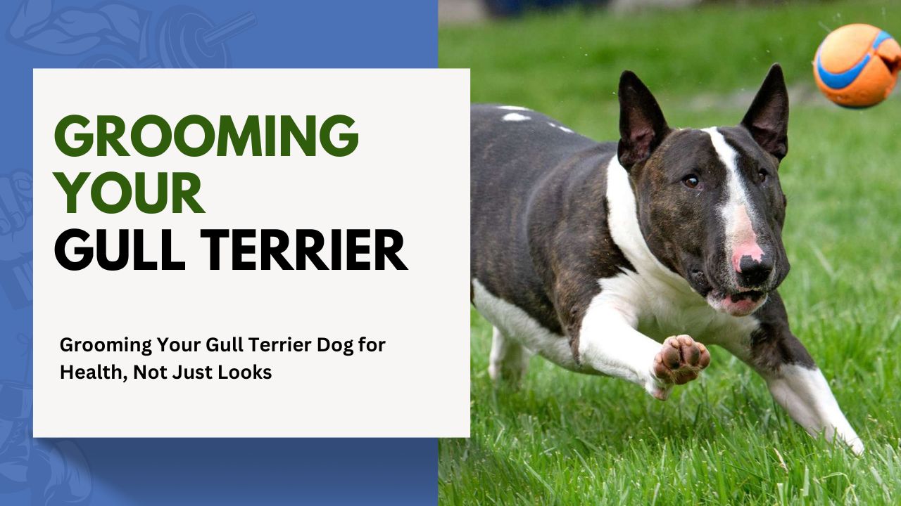 Grooming Your Gull Terrier Dog for Health, Not Just Looks