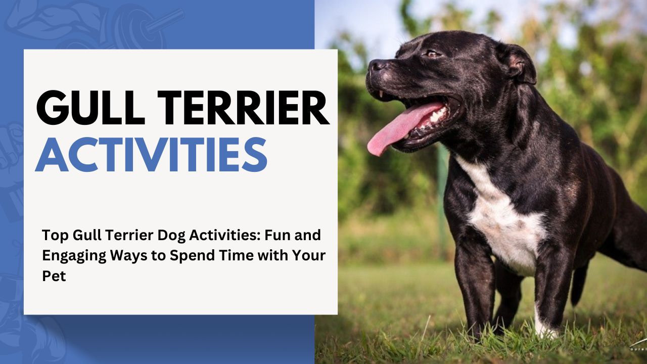 Top Gull Terrier Dog Activities: Fun and Engaging Ways to Spend Time with Your Pet