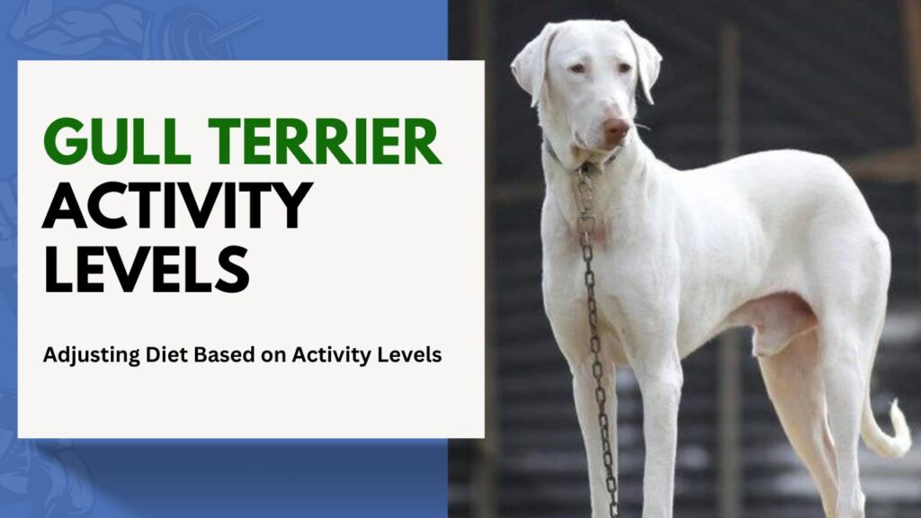 gull Terrier Activity Levels