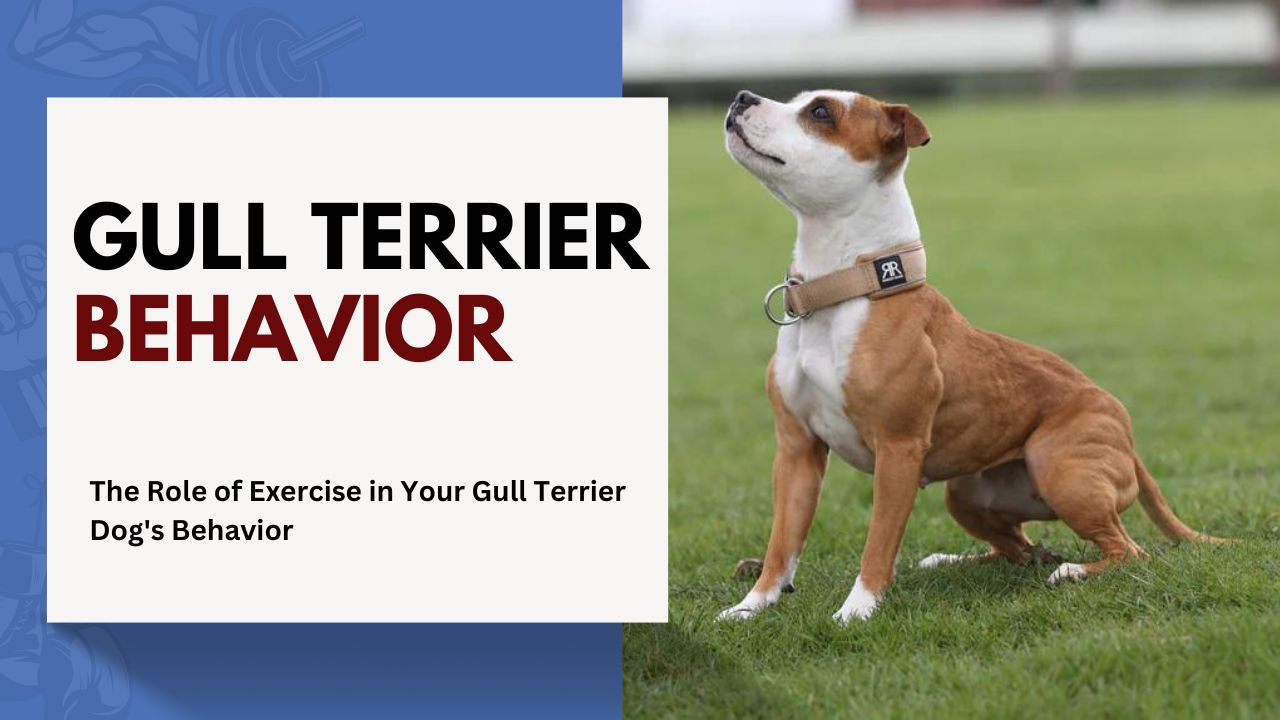 The Role of Exercise in Your Gull Terrier Dog’s Behavior