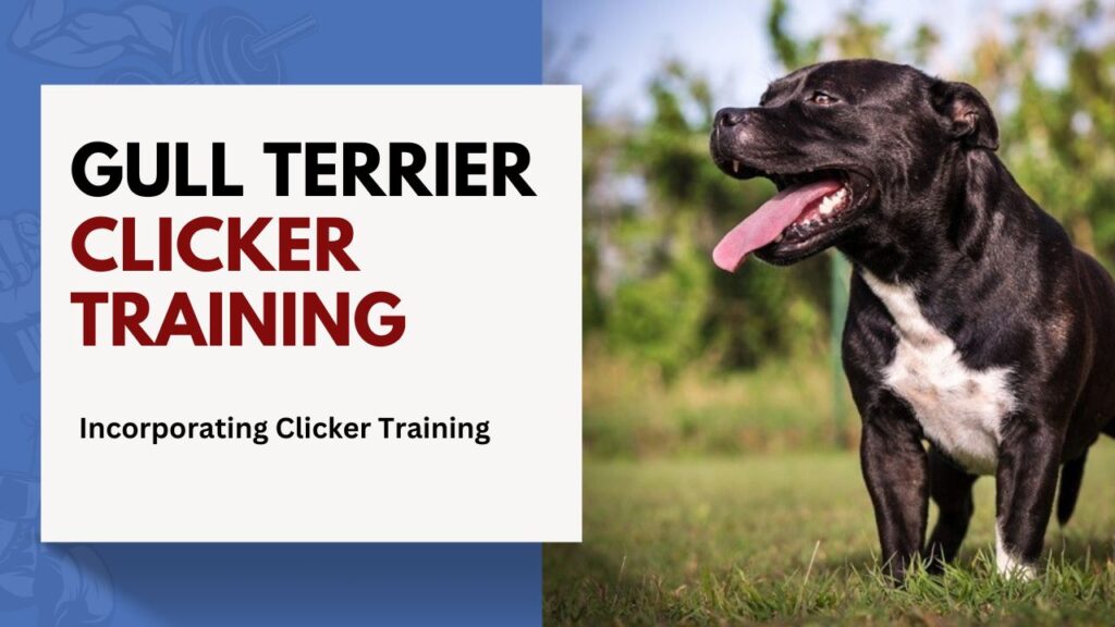 gull Terrier Clicker Training