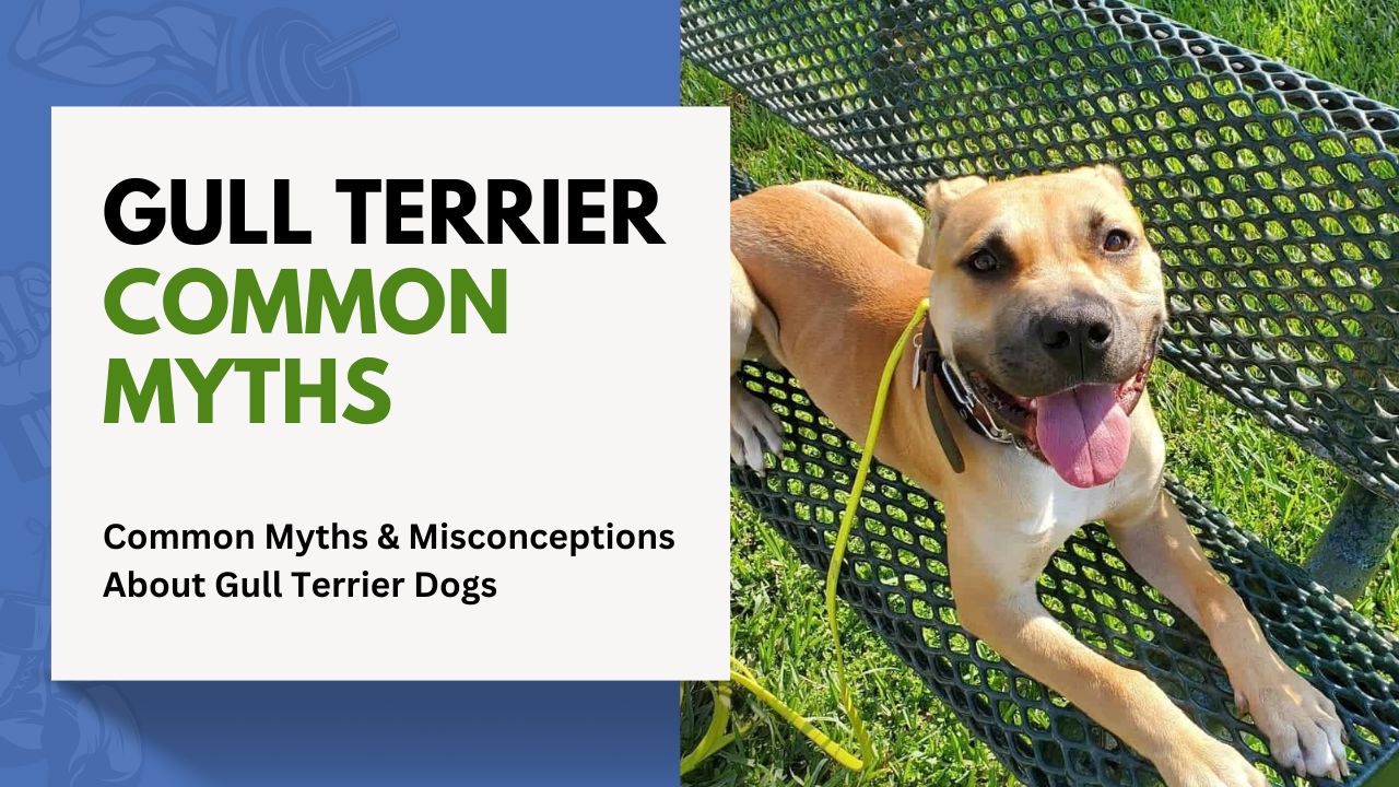 Common Myths & Misconceptions About Gull Terrier Dogs