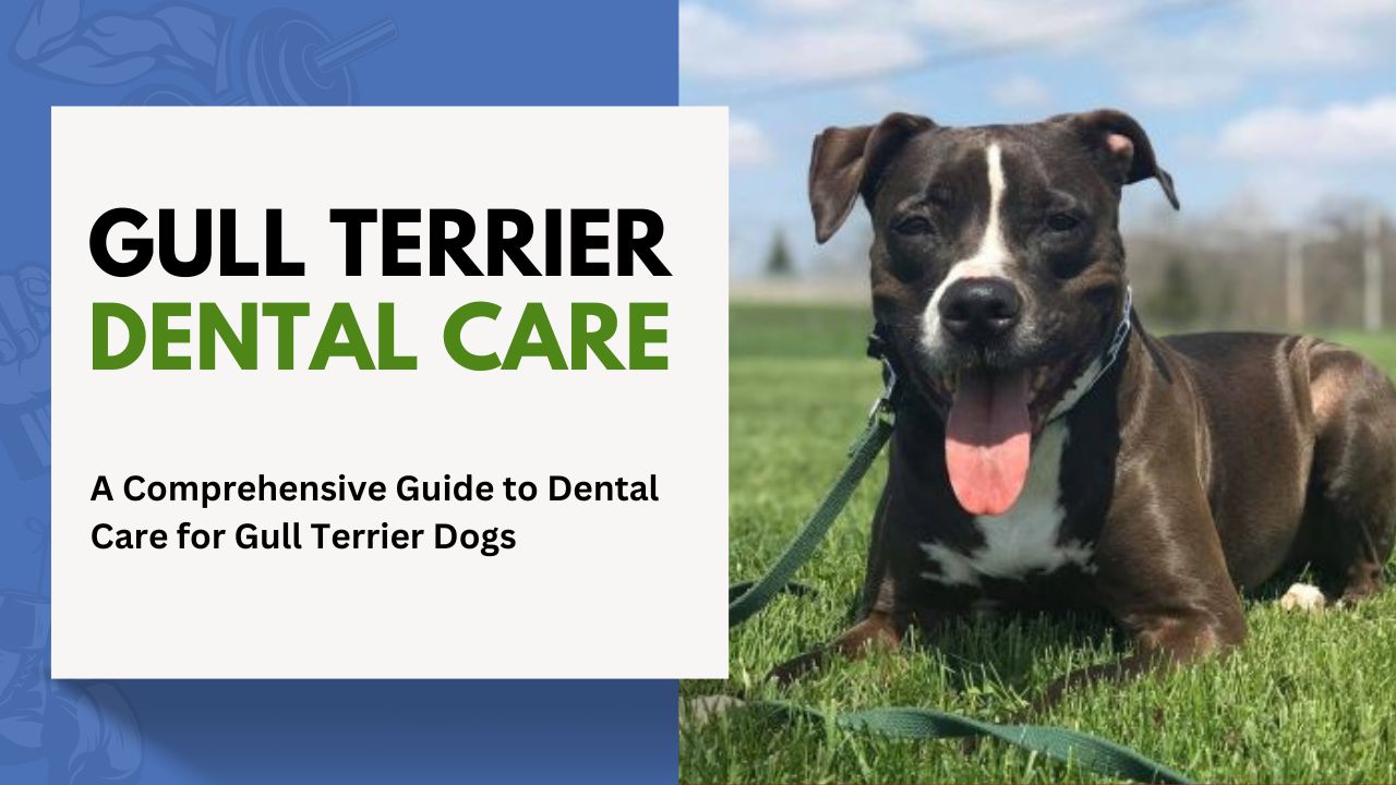 A Comprehensive Guide to Dental Care for Gull Terrier Dogs