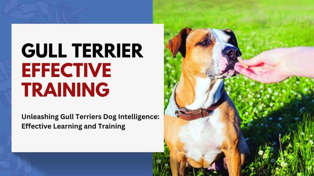 gull Terrier Effective Training