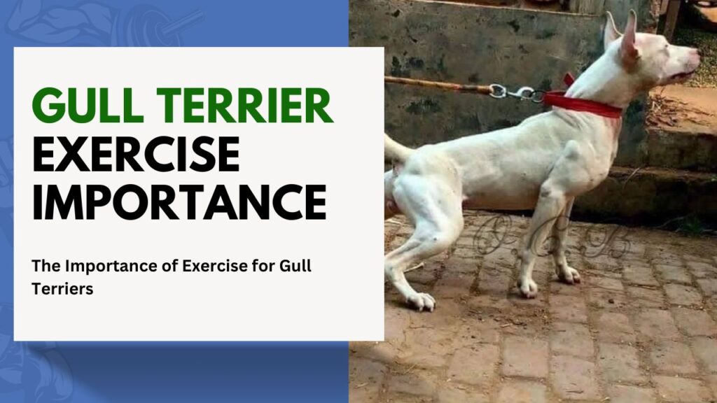 gull Terrier Exercise Importance