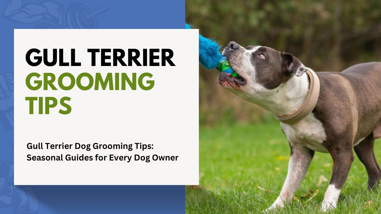 Gull Terrier Dog Grooming Tips: Seasonal Guides for Every Dog Owner