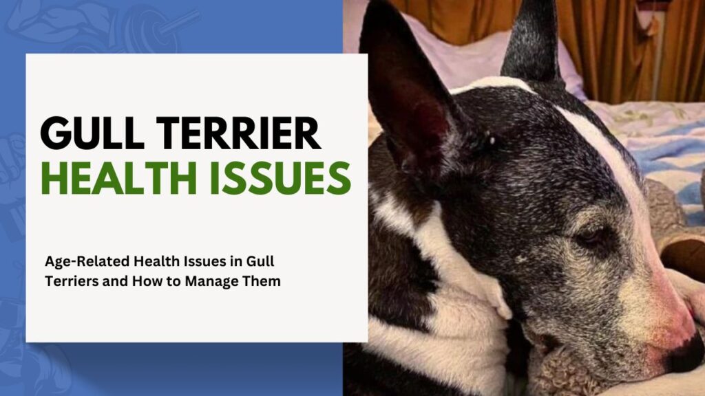 gull Terrier Health Issues