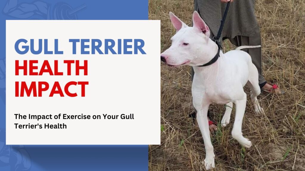 gull Terrier Health impact