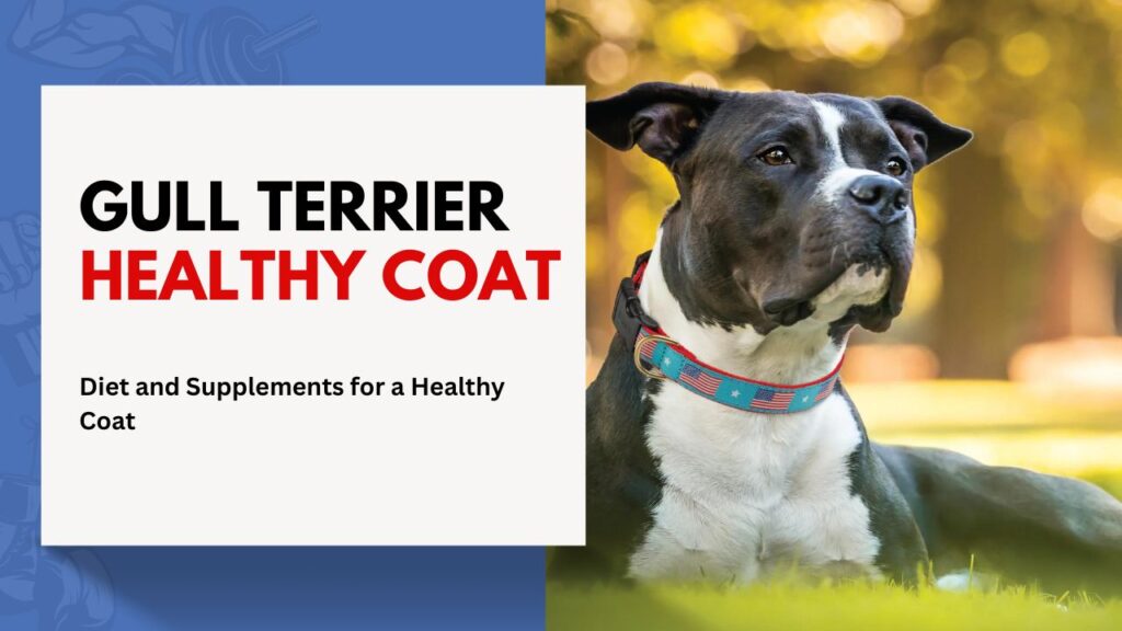 gull Terrier Healthy Coat