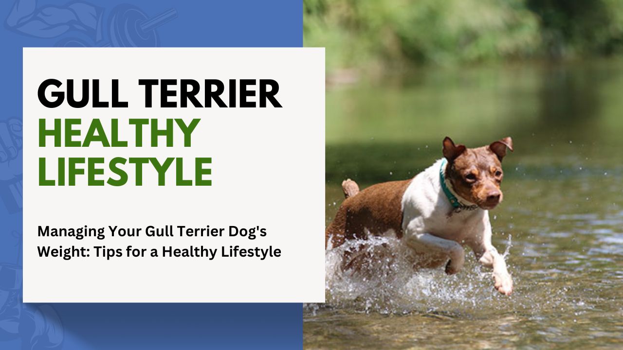 Managing Your Gull Terrier Dog’s Weight: Tips for a Healthy Lifestyle