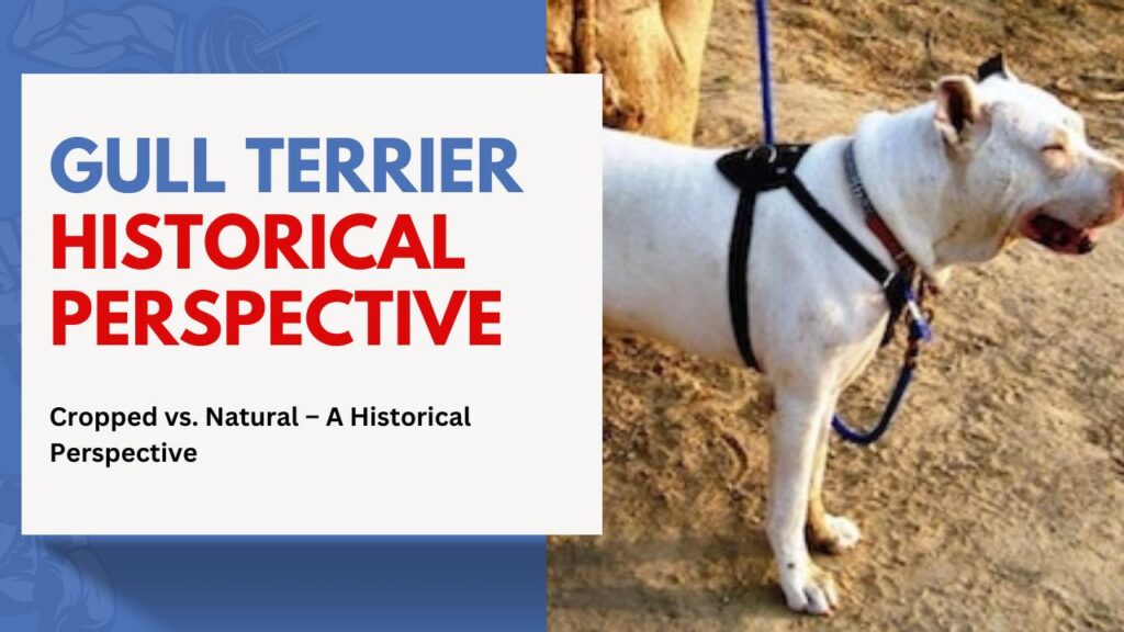 gull Terrier Historical Perspective